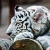 Белый тигр (подушка): оригинал