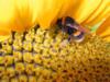 Схема вышивки «Пчела и подсолнух»