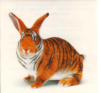 Схема вышивки «Кролик-тигр»