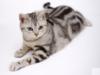 Схема вышивки «Полосатая кошка»