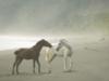 Схема вышивки «Wild Horses in Fog»