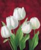 Белые тюльпаны ч.2: оригинал