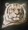 Схема вышивки «Belyj tigr»