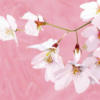 Схема вышивки «White Magnolia on Pink»