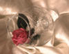Схема вышивки «Роза в фужере...»