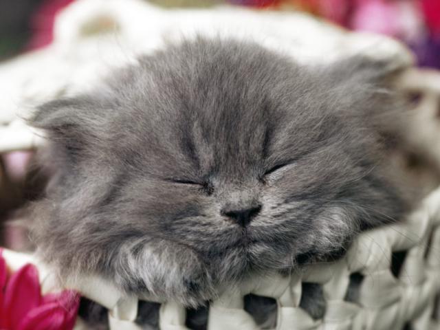 спящий котенок фото онлайн