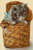 Схема вышивки «Котёнок в корзине»