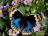 Схема вышивки «Голубая бабочка на цветах»
