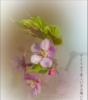 Схема вышивки «Цветок сакуры»