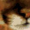 Портрет пумы: предпросмотр