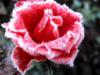 Схема вышивки «Замороженная роза»
