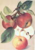 Схема вышивки «Яблоки »