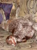Схема вышивки «Моя собака Рада.»