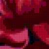 Close Up Flower - Red: предпросмотр