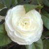 Схема вышивки «Комнатная роза белая»