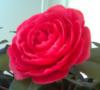 Схема вышивки «Комнатная роза красная»