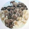 Схема вышивки «African Composition - Elephants»