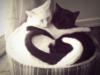 Схема вышивки «Кошачья любовь»