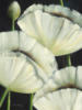 Схема вышивки «White Flowers on Black»