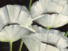 Схема вышивки «White Flowers on Black»