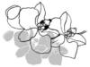 Схема вышивки «Орхидеи7»
