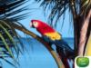 Схема вышивки «Тропический попугай»