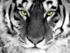 Схема вышивки «Черно-белый тигр»