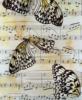 Схема вышивки «Ноты и бабочки»