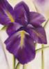 Схема вышивки «Purple Iris»