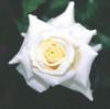 Схема вышивки «Белоснежный цветочек»