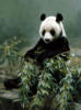 Схема вышивки «Panda»