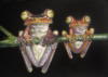 Схема вышивки «Две лягушки»