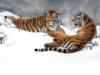 Схема вышивки «Тигры на снегу»