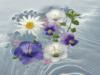 Схема вышивки «Цветы в воде»
