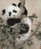 Панда на дереве: оригинал