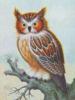 Схема вышивки «Cute Owl»