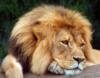 Схема вышивки «Царь зверей - лев»