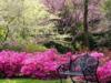 Скамейка в цветущем саду: оригинал
