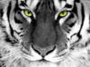 Схема вышивки «Взгляд тигра 2»