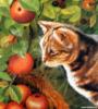 Схема вышивки «Кошка и яблоки»