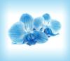 Схема вышивки «Blue Orchids»