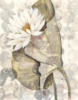 Exotic Flower on Gray-Set of 4: оригинал
