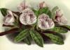 Схема вышивки «Орхидея башмачок»