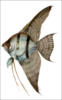 Схема вышивки «Аквариумная рыбка»