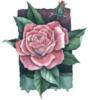 Схема вышивки «Pink Rose»