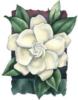 Схема вышивки «White Gardenia»