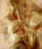 Схема вышивки «Желтая орхидея.Подгаевская М»