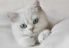 Схема вышивки «Голубоглазик котик»