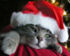 Схема вышивки «Котик в шляпе новогодней»