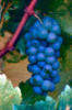 Схема вышивки «Ветка винограда»